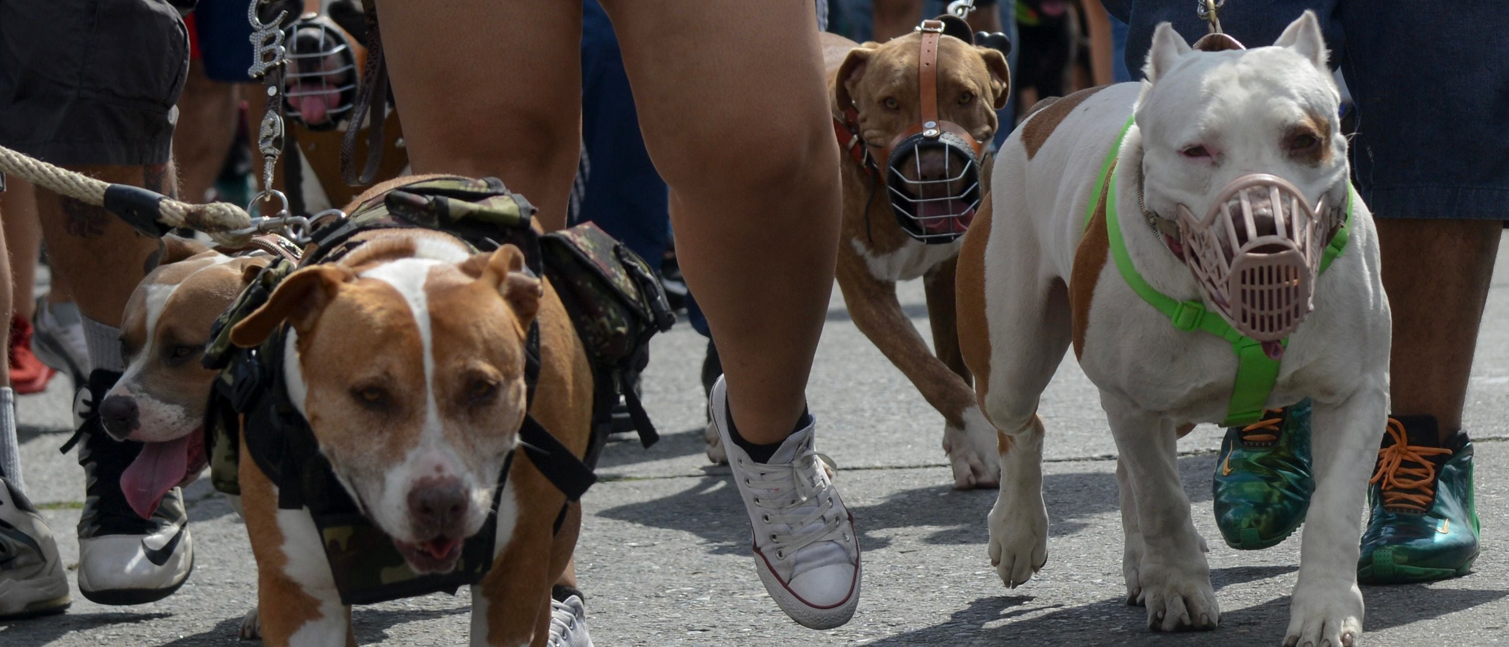 ‘Good With Kids’ Pet Adoption Sites Market Brutish Pit Bulls As Family Friendly